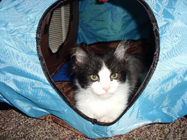 Constantine camping out in his new home.