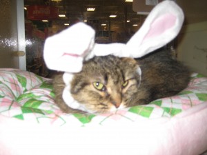 Poor Fiona in bunny ears.
