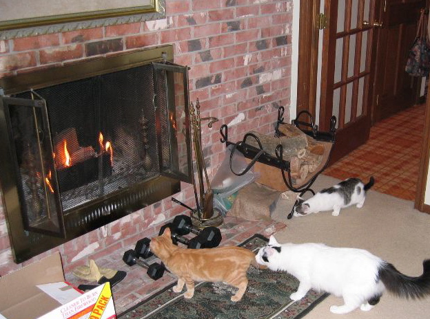 A younger and smaller Winston hanging with his brother, Booker (orange tabby) and friend Henry (who has since been adopted) by the fireplace before he began to be picked on.